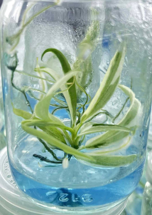 Philodendron Tortum Variegated – Tissue Culture Wholesale