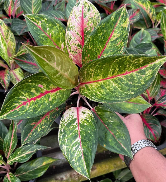 Aglaonema “Kwak Ngern Kwak Thong”