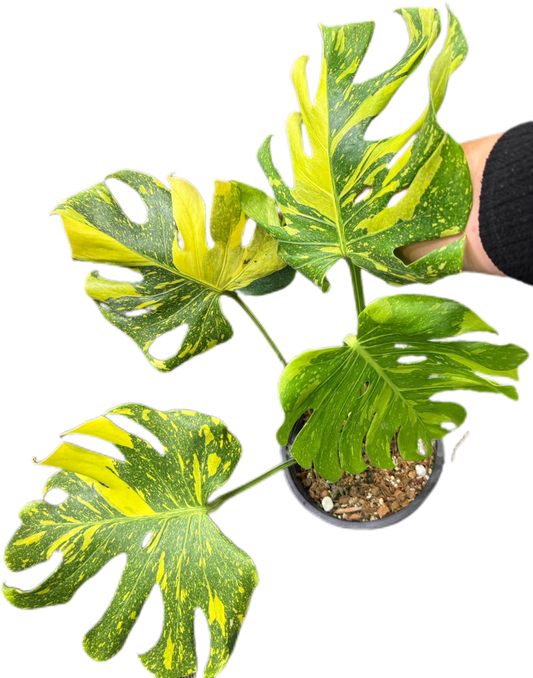 Monstera Deliciosa ElectroLight (Electro Light) Variegated