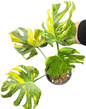 Monstera Deliciosa ElectroLight (Electro Light) Variegated