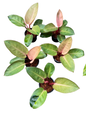Philodendron Red Congo Mint Set of 5 plants