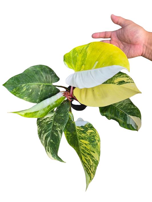 Philodendron White Princess Tricolor Variegated