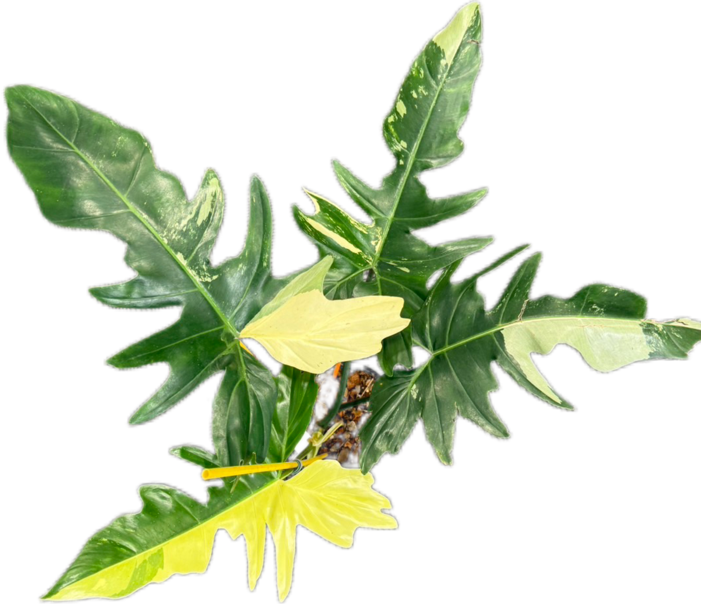 Philodendron Golden Dragon Variegated – Wholesale Set of 3 Rare Plants