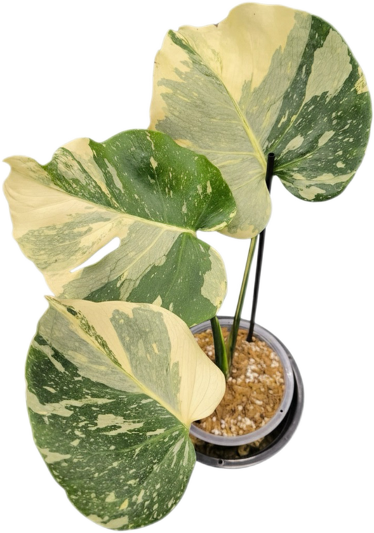 Monstera deliciosa “Casper” Variegated – Rare Collector’s Plant (Exact Plant Shown)