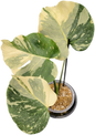 Monstera deliciosa “Casper” Variegated – Rare Collector’s Plant (Exact Plant Shown)
