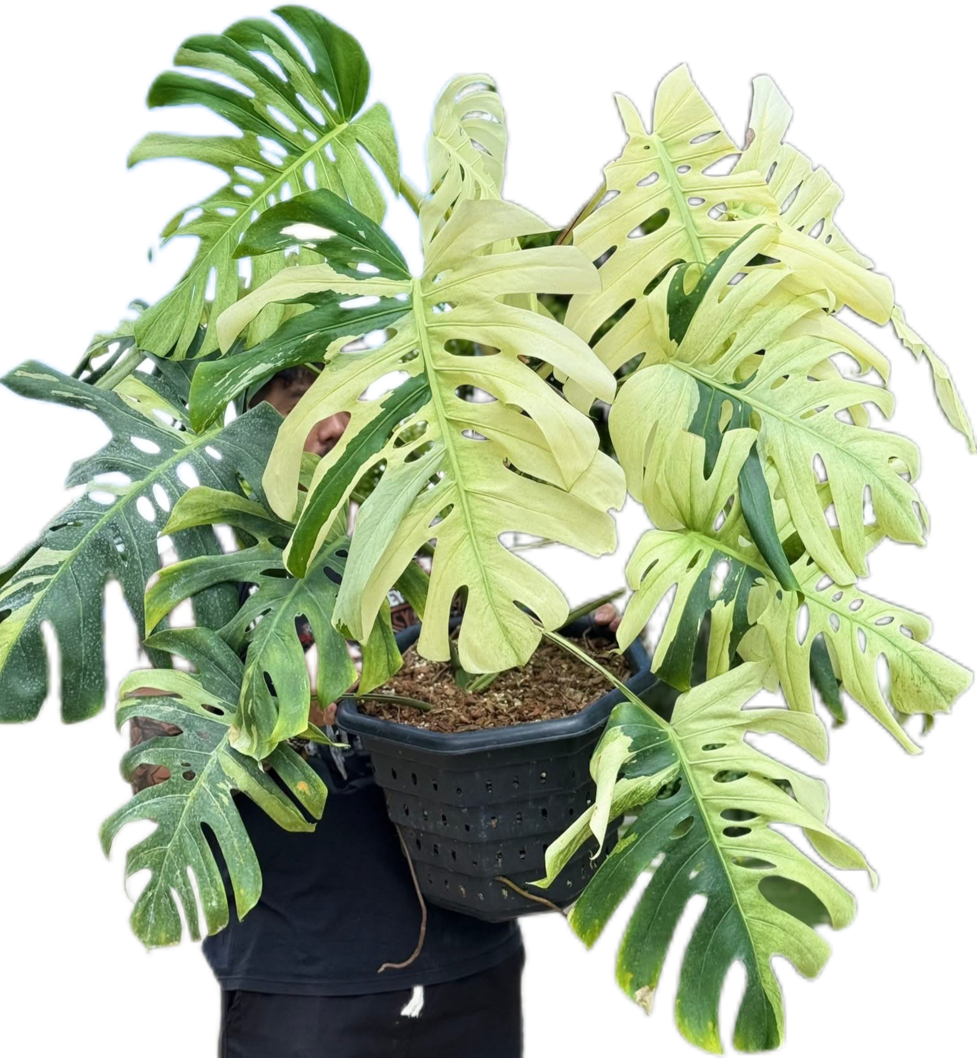 monstera deliciosa brazilian Buy Rare Monstera Deliciosa Electrolyte (…