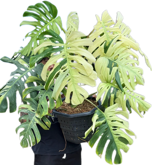 Monstera deliciosa “Brazilian Form” Mint Variegated – Big Mature Form (Exact Plant Shown)