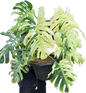 Monstera deliciosa “Brazilian Form” Mint Variegated – Big Mature Form (Exact Plant Shown)