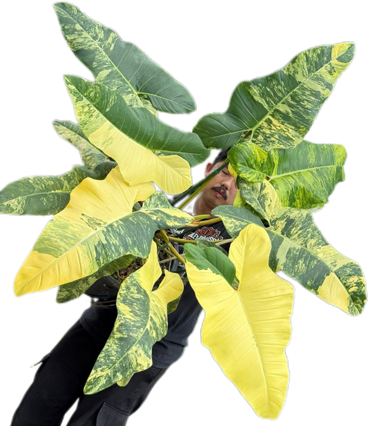 Philodendron Florida Beauty x Billietiae Variegated – Big Mature Mother Plant (Exact Plant Shown)
