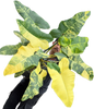 Philodendron Florida Beauty x Billietiae Variegated – Big Mature Mother Plant (Exact Plant Shown)