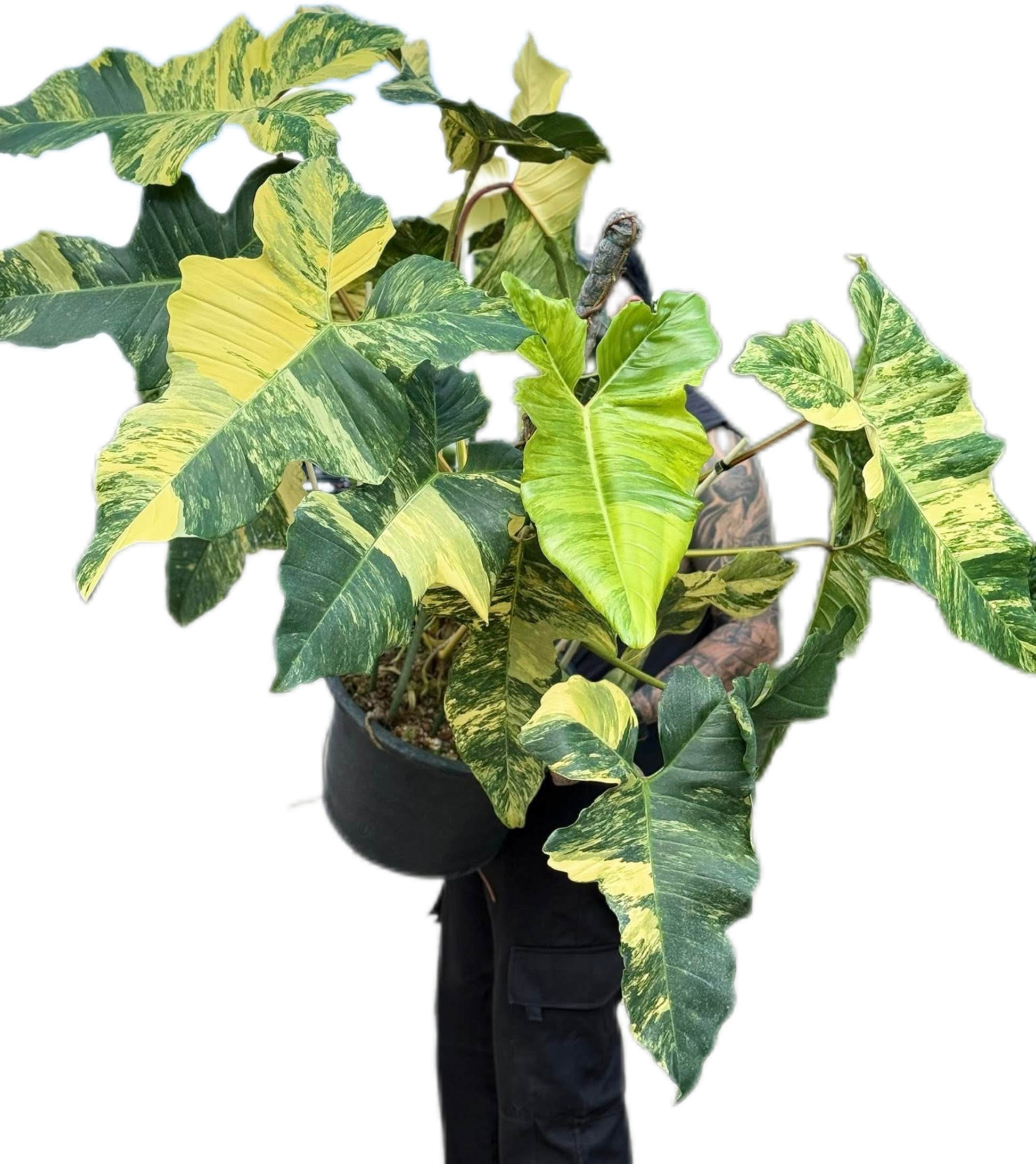 monstera plant florida Buy Rare Monstera Deliciosa Electrolyte (…