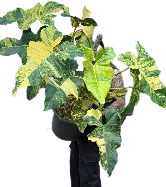 Philodendron Florida Beauty x Paraiso Verde Variegated – Big Mature Mother Plant (Exact Plant Shown)