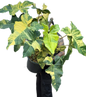 Philodendron Florida Beauty x Paraiso Verde Variegated – Big Mature Mother Plant (Exact Plant Shown)