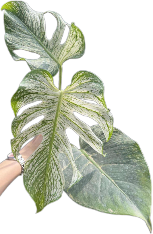 Monstera deliciosa “Devil Monstera” Variegated – Rare Top Cut (Exact Plant Shown)