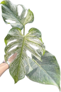Monstera deliciosa “Devil Monstera” Variegated – Rare Top Cut (Exact Plant Shown)