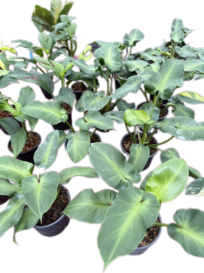 Philodendron Rugosum – Wholesale Set of 10 Plants