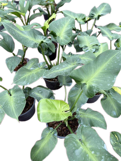 Philodendron Rugosum – Wholesale Set of 10 Plants