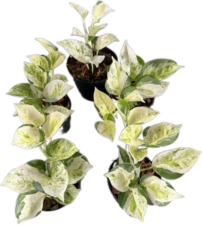 Pothos Global Japan Tricolor – Wholesale Set of 5 Plants