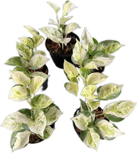 Pothos Global Japan Tricolor – Wholesale Set of 5 Plants