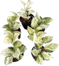 Pothos Global Japan Tricolor – Wholesale Set of 5 Plants