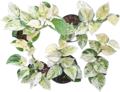 Pothos Global Japan Tricolor – Wholesale Set of 5 Plants