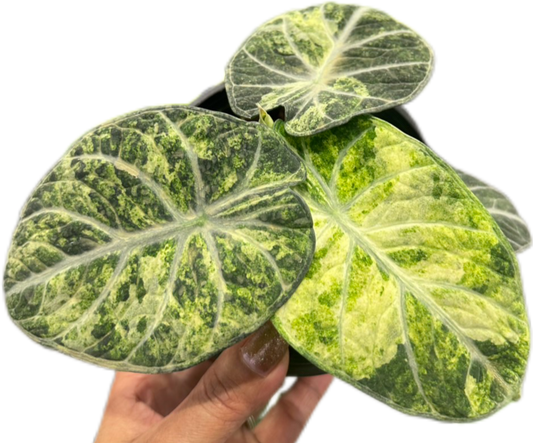 Alocasia “Ninja Tricolor” – Wholesale Set of 3 Plants