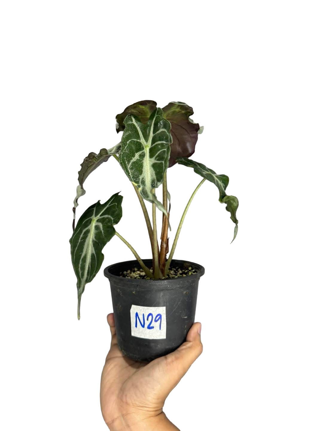 その他観葉植物 Alocasia 'Low Rider' Variegated MonsteraX Marketplace | Alocasia low rider 🌱 - $992