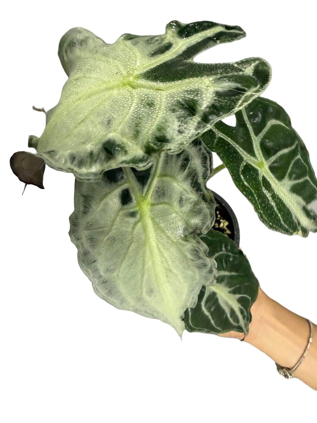 Alocasia “Venom”