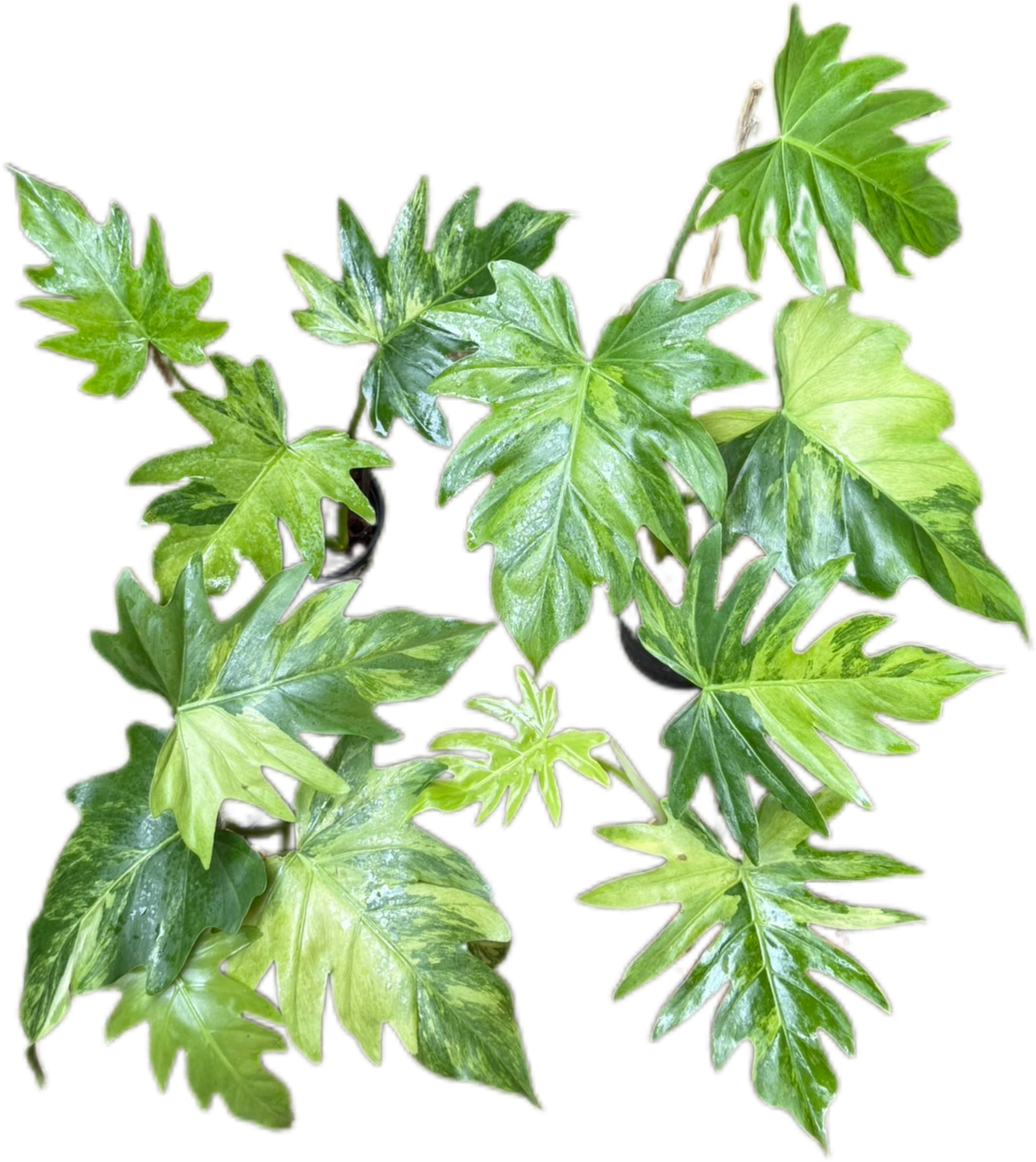 Philodendron Radiatum Variegated Set of 5 Plants