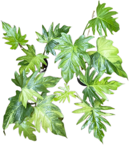 Philodendron Radiatum Variegated Set of 5 Plants