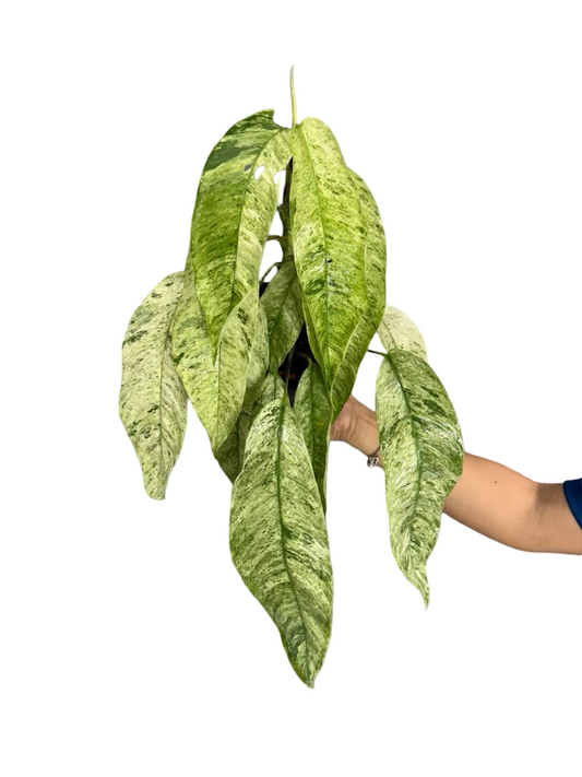 Rhaphidophora Megasperma “Gorillan”