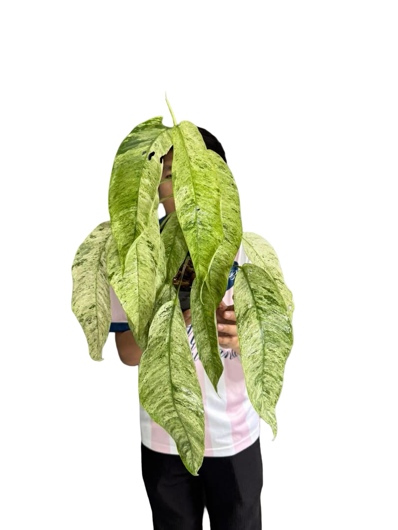 Buy Rhaphidophora Tetrasperma 'Ginny' – T…