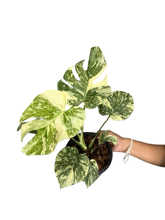 Monstera Deliciosa “White Snow”