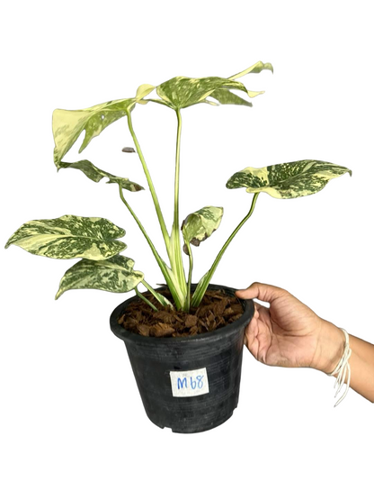Monstera Deliciosa “White Snow”