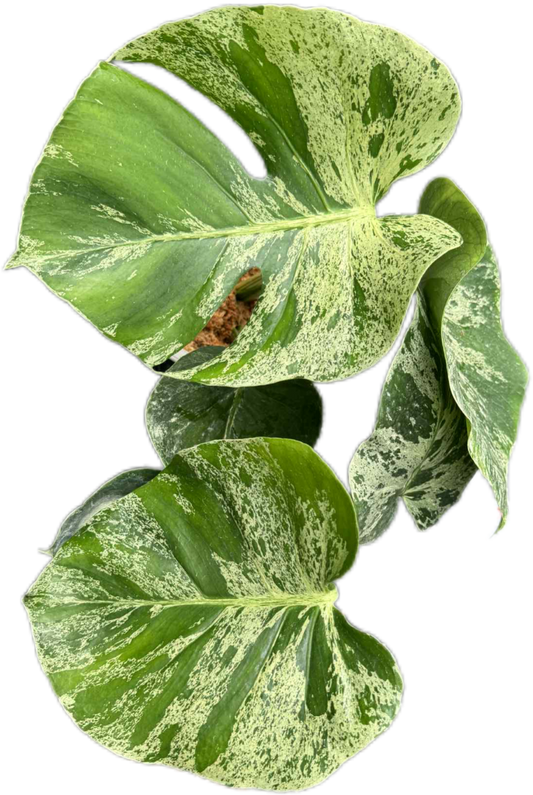 Monstera Deliciosa ‘Bulbasaur’ Variegated – 3-Leaf Top Cutting with Roots (Ready to Ship)