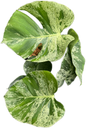 Monstera Deliciosa ‘Bulbasaur’ Variegated – 3-Leaf Top Cutting with Roots (Ready to Ship)