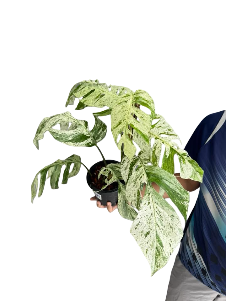 Epipremnum sp. “Bali Hanuman”
