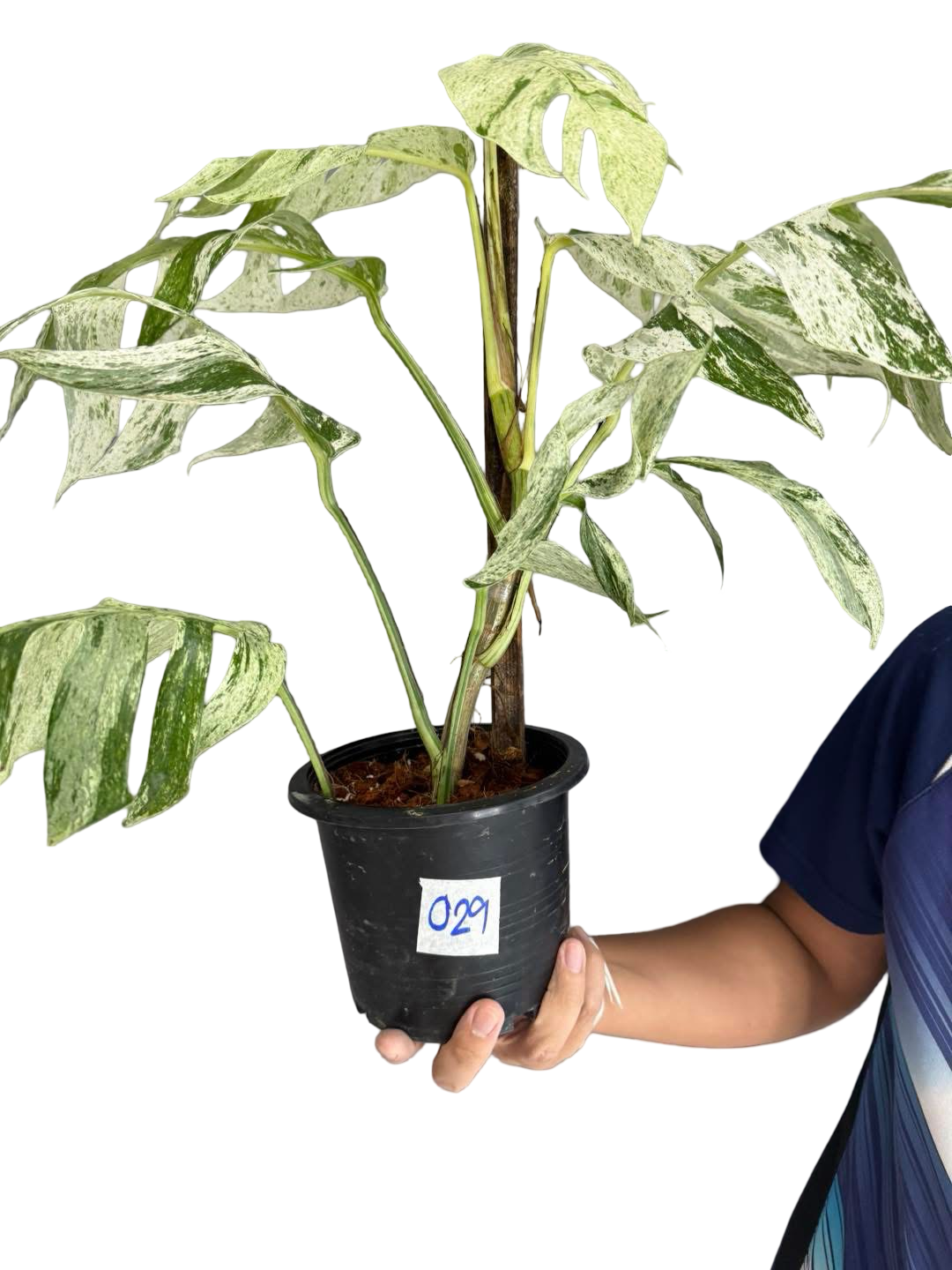 Epipremnum sp. “Bali Hanuman”