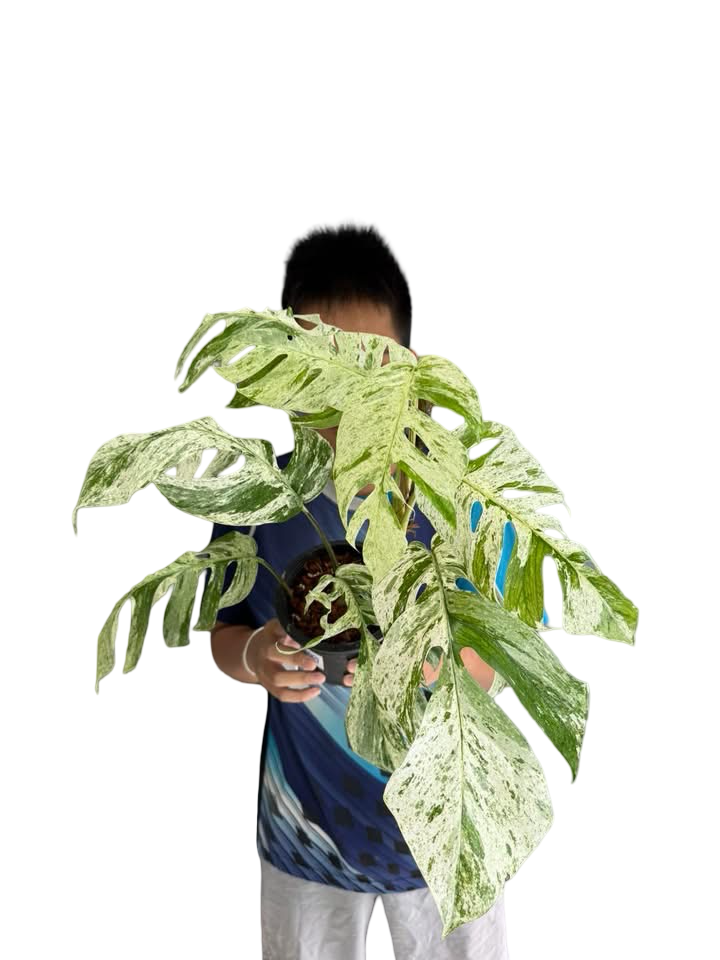 Epipremnum sp. “Bali Hanuman”