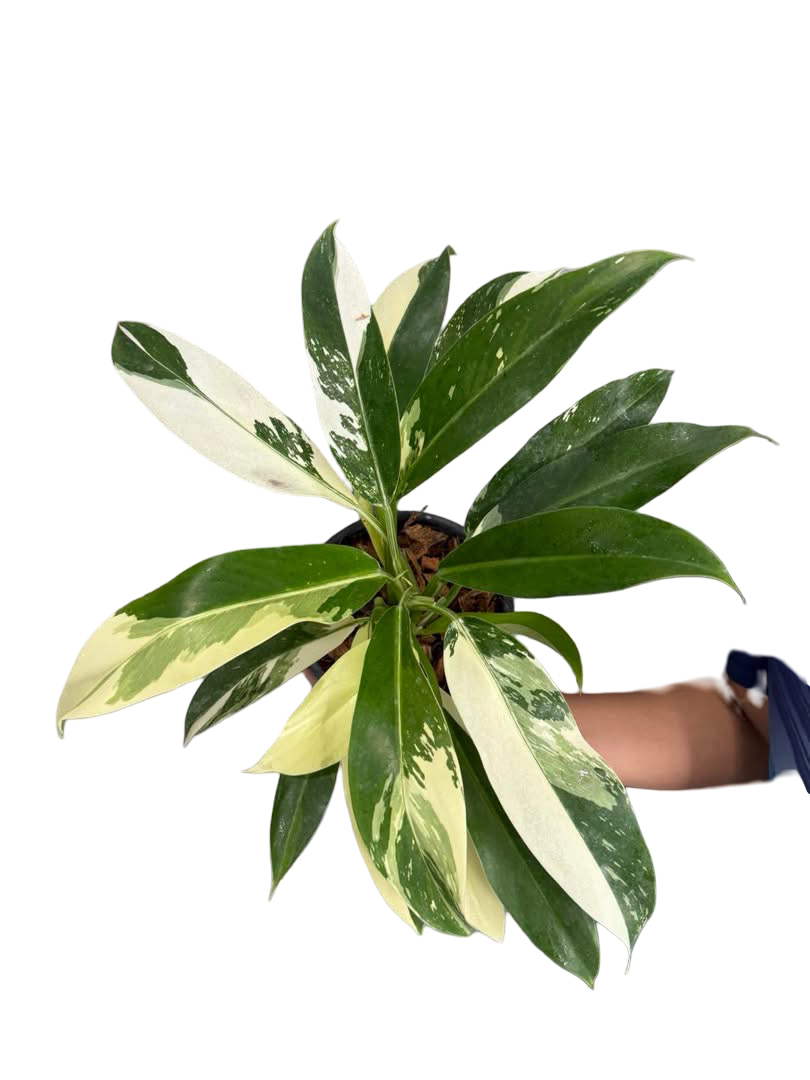 Philodendron Wend Imbe Variegated Set of 10 plants