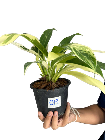 Philodendron Wend Imbe Variegated Set of 10 plants