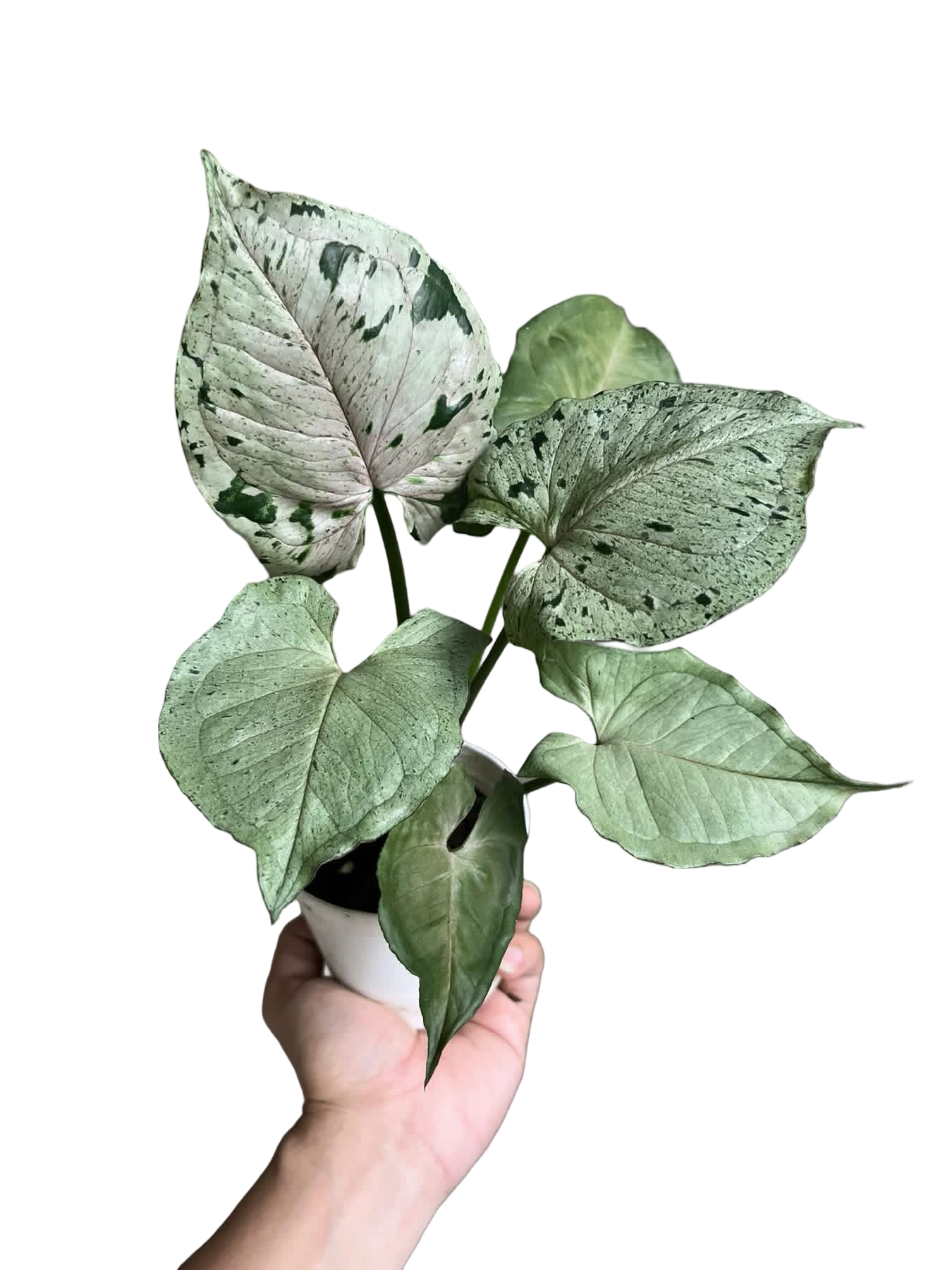 Syngonium “Green Splash” Whole Set of 5 Plants