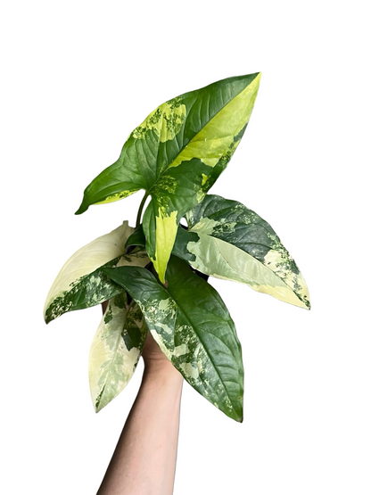 Syngonium “Aurea” Variegated Wholesale Set of 10 Plants