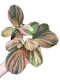 Kaempferia sp. Variegated Set of 5 Plants