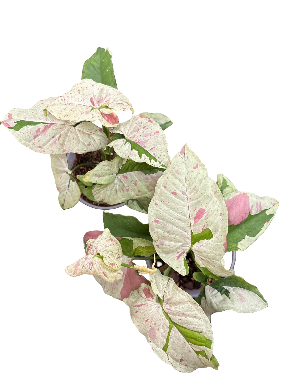 Syngonium “Milk Confetti Lava” — Big Size Mother Plant | Pot 6”