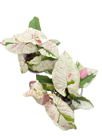 Syngonium “Milk Confetti Lava” — Big Size Mother Plant | Pot 6”