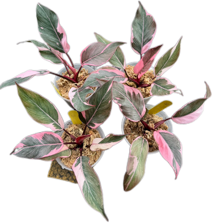 Philodendron Pink Princess Mutation – Wholesale Set of 4 Plants