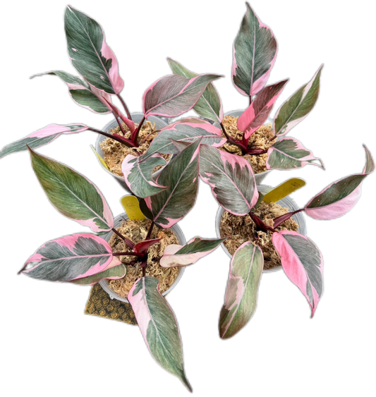 Philodendron Pink Princess Mutation – Wholesale Set of 4 Plants