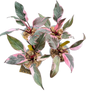 Philodendron Pink Princess Mutation – Wholesale Set of 4 Plants