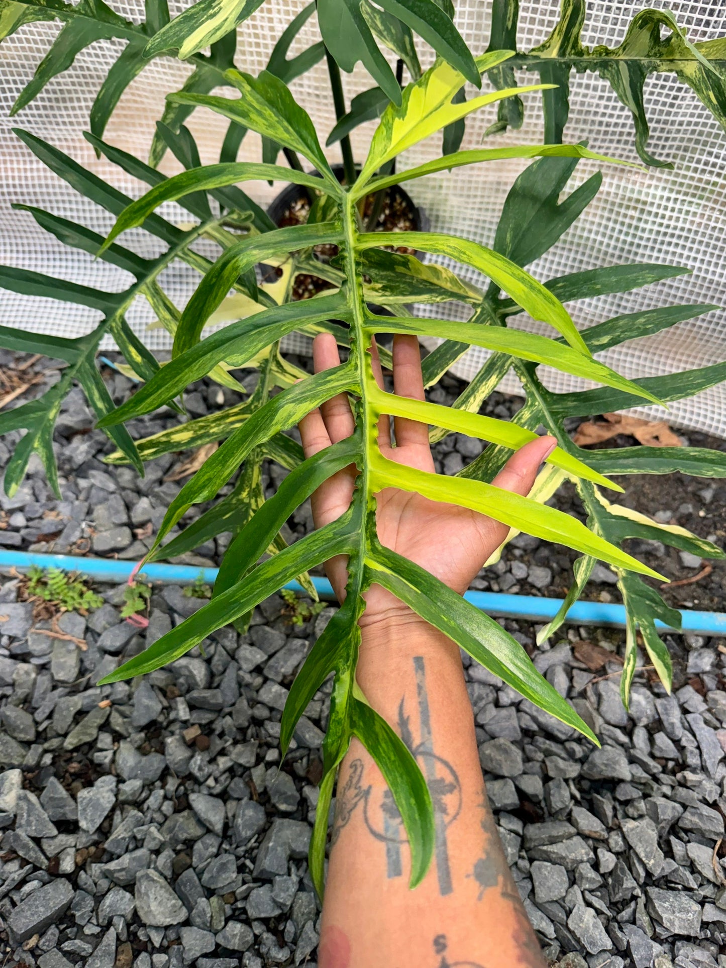 Philodendron Florida Beauty × Tortum (Wide Form)